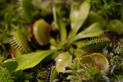 Close-up of fresh green plants