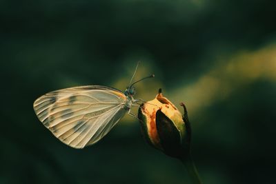 Close-up of butterfly perching on flower