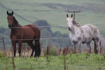 Horses on field by fence