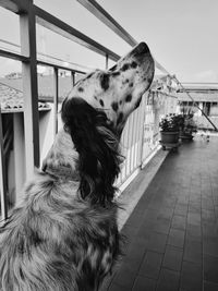 Dog looking away while standing on tiled floor