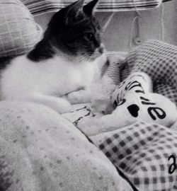 Cat resting on bed