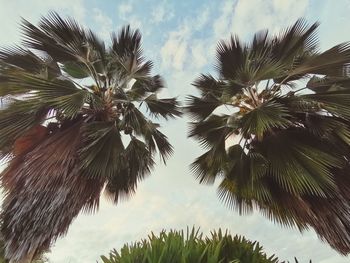 Low angle view of palm trees against sky