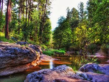 River amidst trees in forest against sky