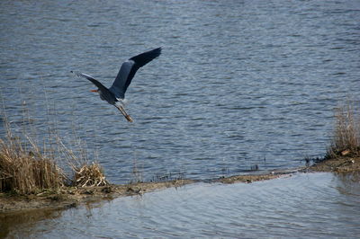 Bird flying over sea