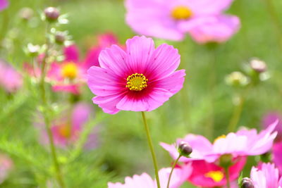 Close-up of pink cosmos flower