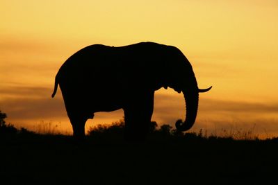 Elephant  at sunset