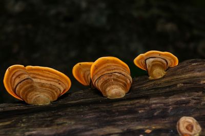 Close-up of shells on table