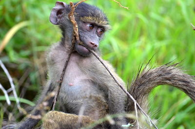 Close-up of gorilla sitting outdoors