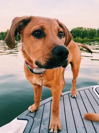 Puppy standing on a boat