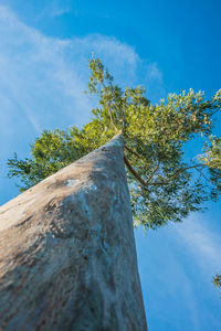 Low angle view of tree against blue sky