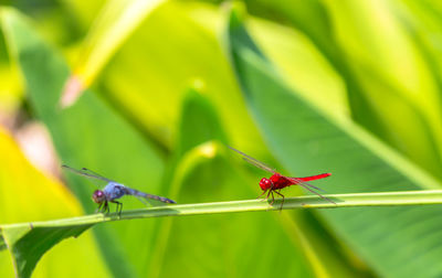 Close-up of insect on leaf