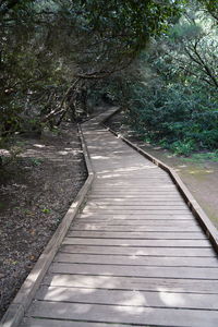 Boardwalk amidst trees in forest