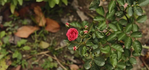 Close-up of red flowering plant