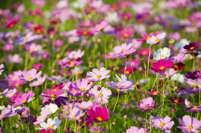 Close-up of pink cosmos flowers blooming outdoors