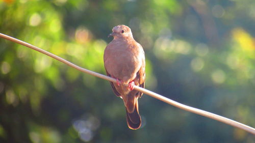 Close-up of bird perching on cable against trees