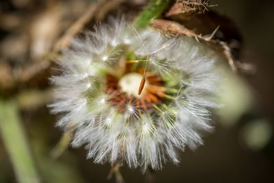 Close-up of dandelion