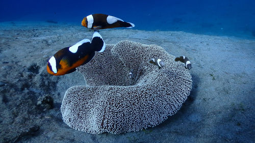 Saddleback clownfish family at pagkilatan