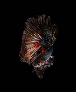 Close-up of fish underwater