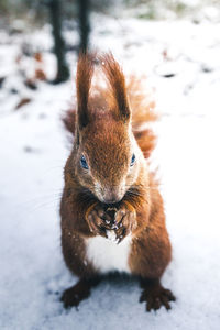 High angle view of squirrel on snow covered land