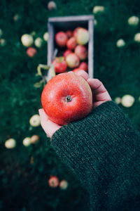 Cropped hand holding apple in orchard