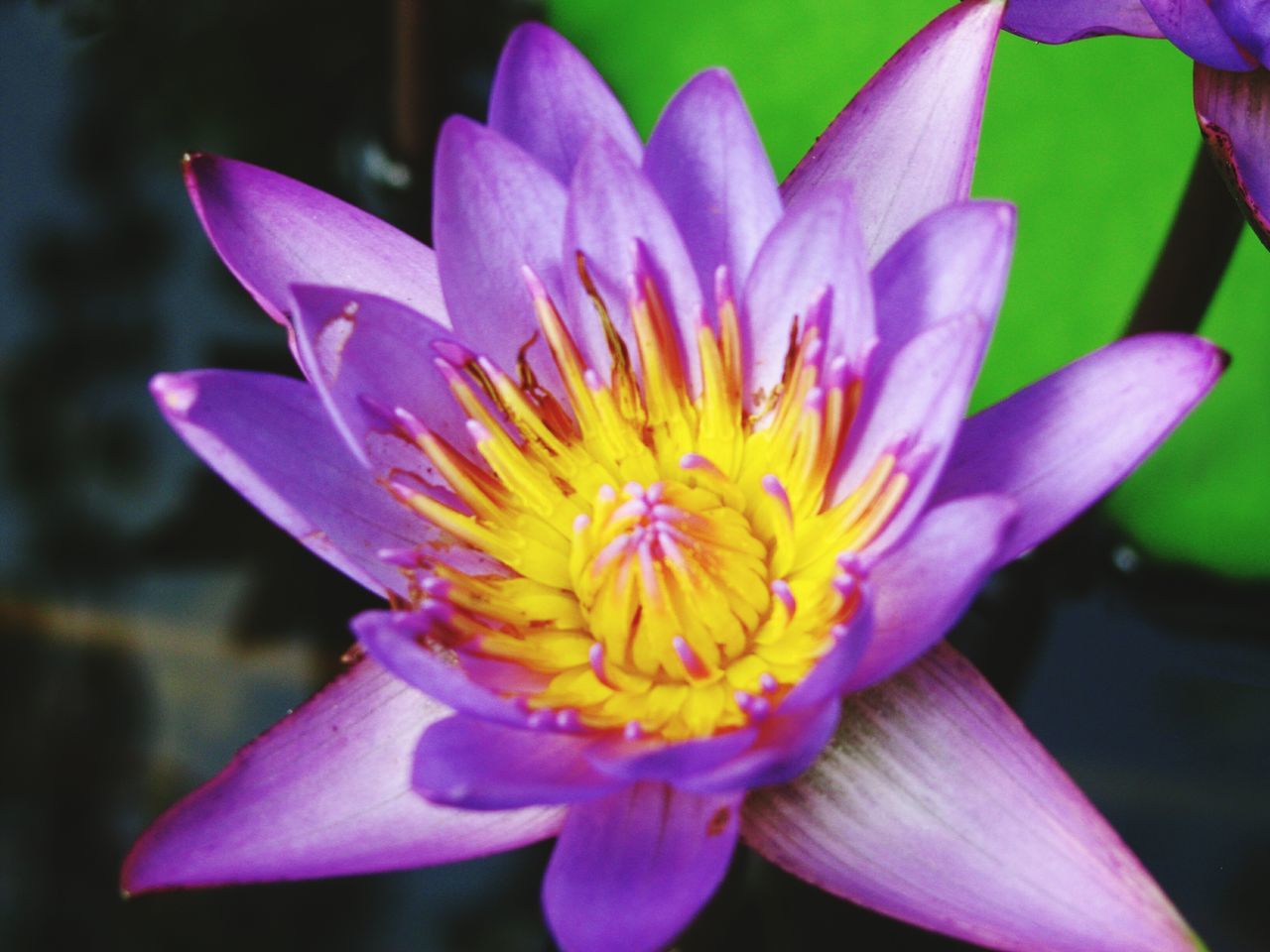 flower, petal, flower head, freshness, fragility, close-up, beauty in nature, growth, pollen, single flower, water lily, blooming, purple, nature, stamen, in bloom, yellow, plant, focus on foreground, pink color