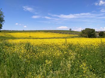 Scenic view of oilseed rape field against sky