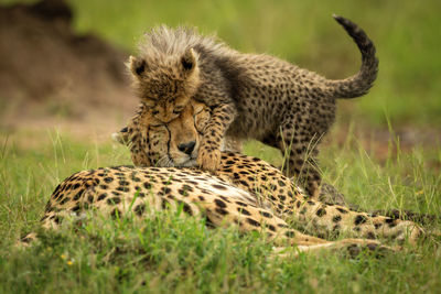 Cheetah lies on grass mauled by cub