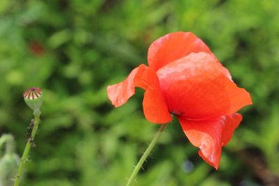 Close-up of red rose flower