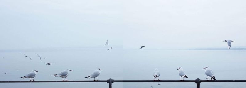 Seagulls perching on rail