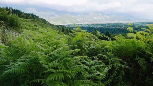 Scenic view of green landscape against sky