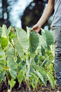 Farmer in hawaii inspecting taro patch