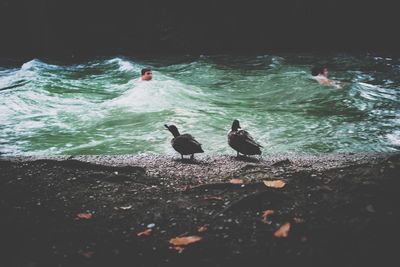 Bird in water