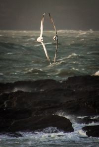 Birds flying over sea