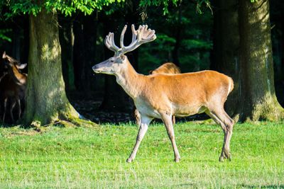 Deer standing on field in forest