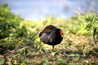 Close-up of bird perching on a field