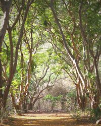 Trees growing in forest