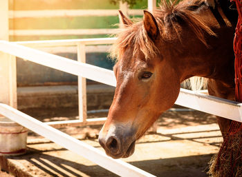 Close-up of horse in stable