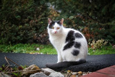 Cat sitting on rock