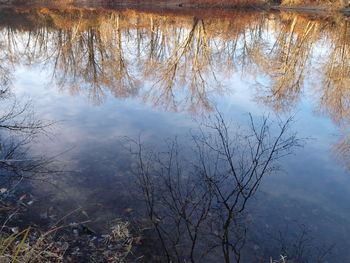 Scenic view of lake in forest