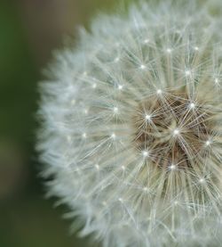 Close-up of dandelion