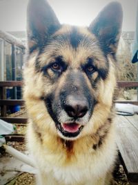 Close-up portrait of a dog