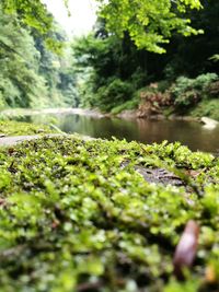 Plants in forest