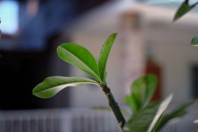 Close-up of plant growing outdoors