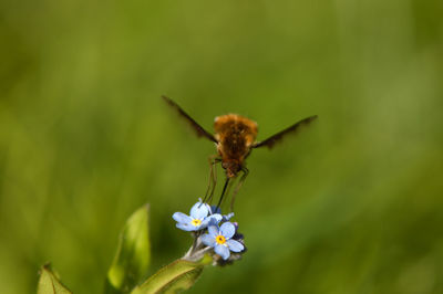 Close-up of insect on flower