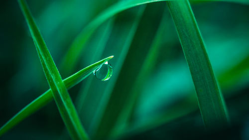 Close-up of dew drops on grass