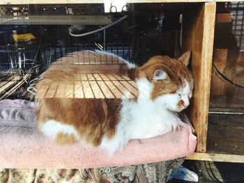 Cat looking away while sitting on wood