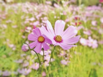 Close-up of pink flower on field