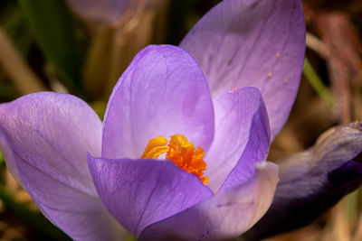 Close-up of purple flower