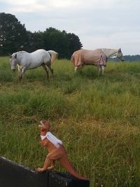 Horse grazing on grassy field