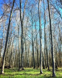 Bare trees in forest